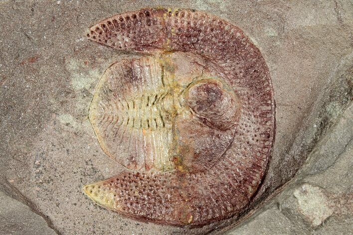 Red Trinucleid Trilobite (Declivolithus) - Mecissi, Morocco #322494
